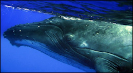 Humpback Whale side view 